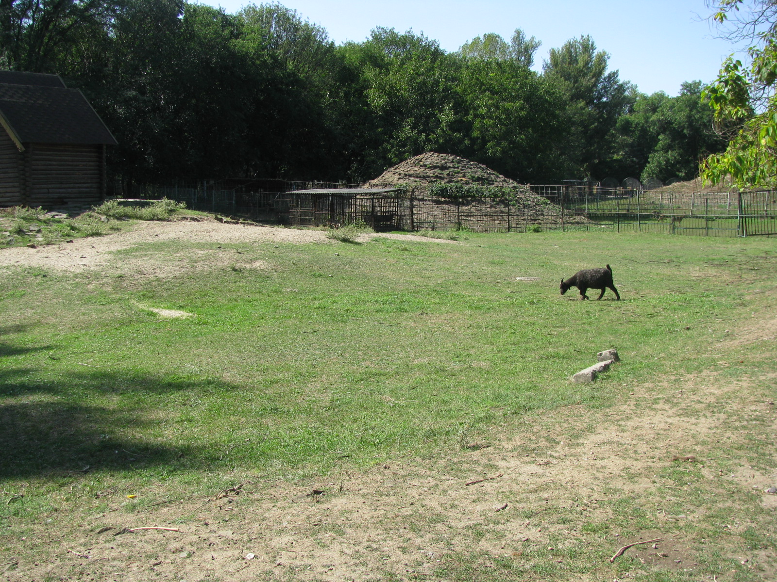 Domestic goat exhibit