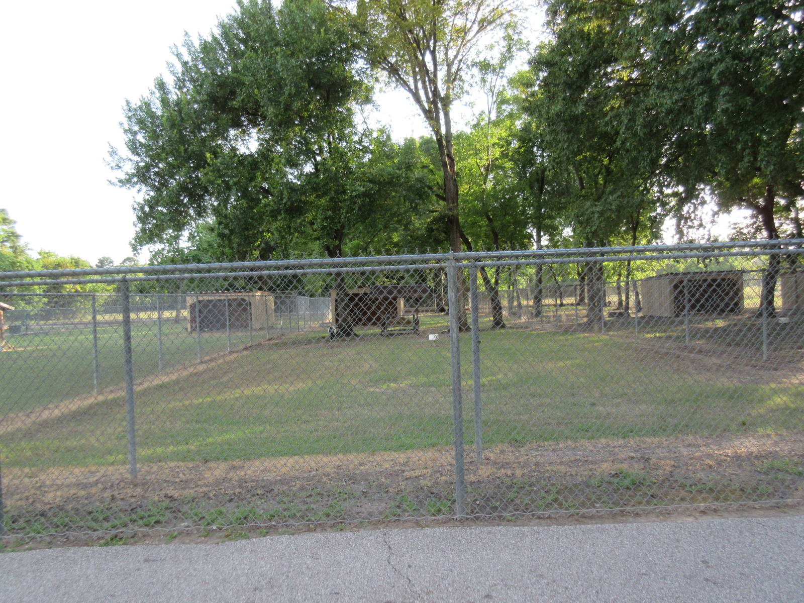 Domestic Goat Exhibit