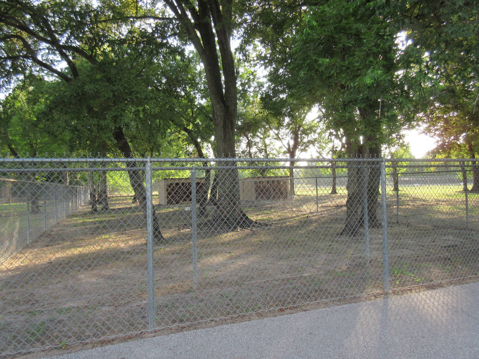 Domestic Goat Exhibit
