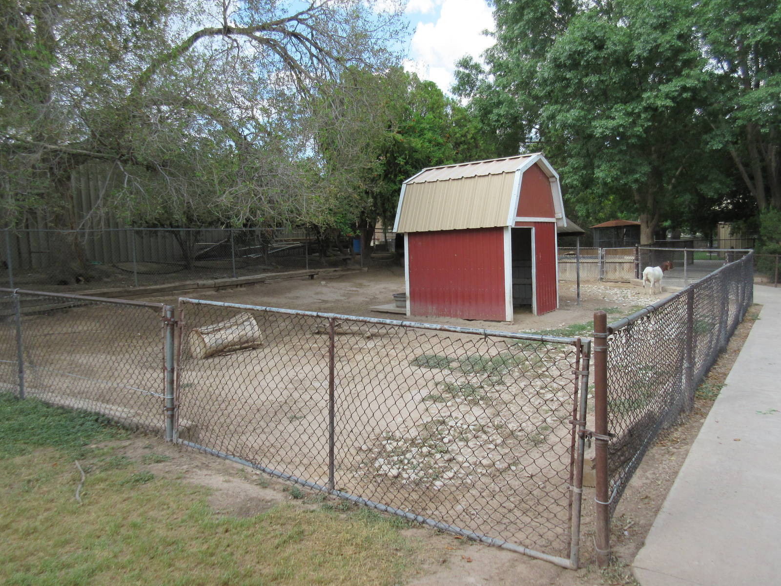 Domestic Goat Exhibit