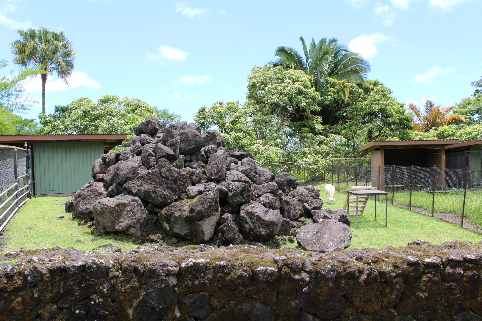 Domestic Goat Exhibit