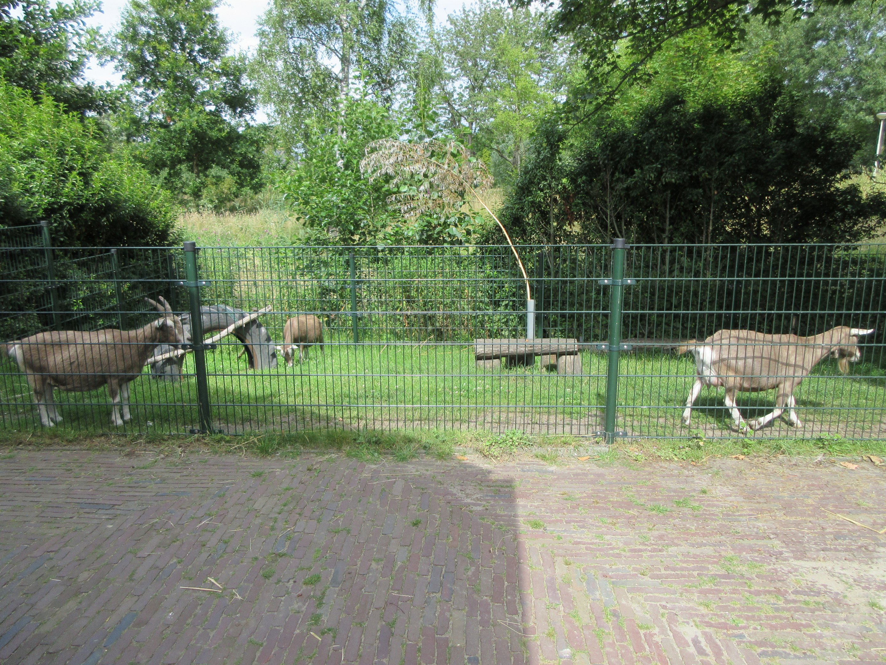 Domestic Goat Exhibit