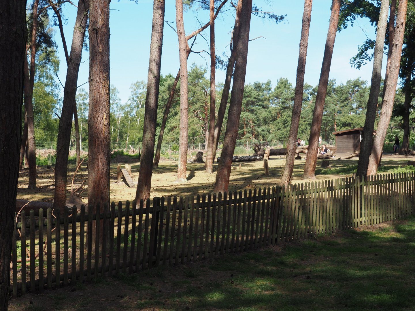Domestic Goat Exhibit