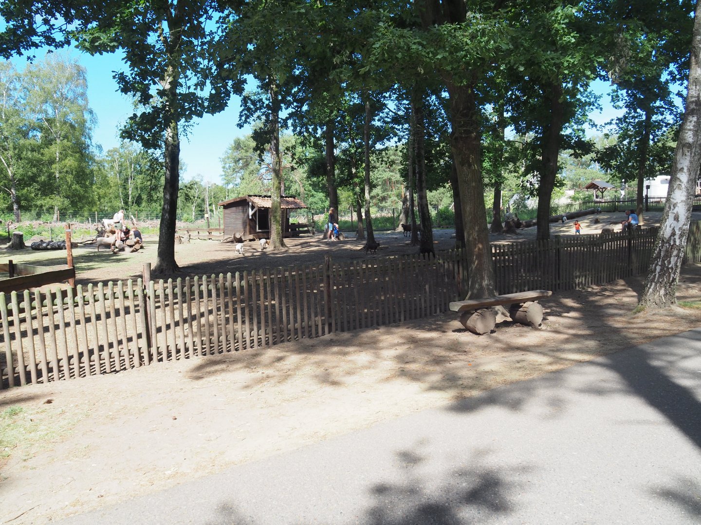 Domestic Goat Exhibit
