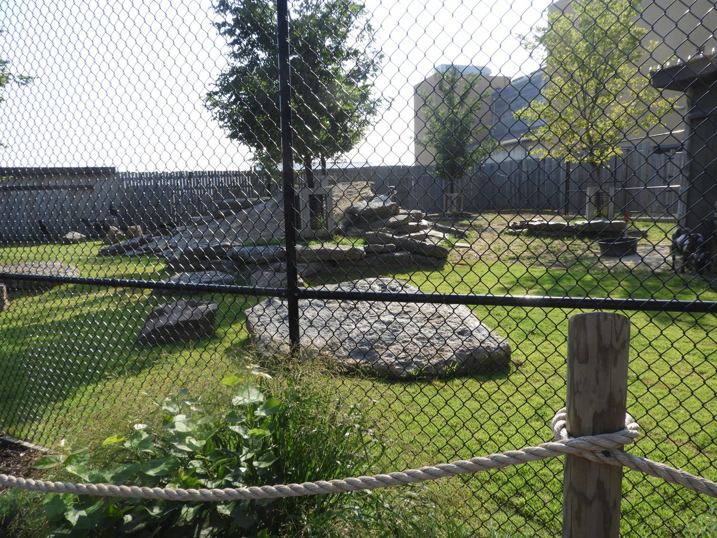 Domestic Goat exhibit