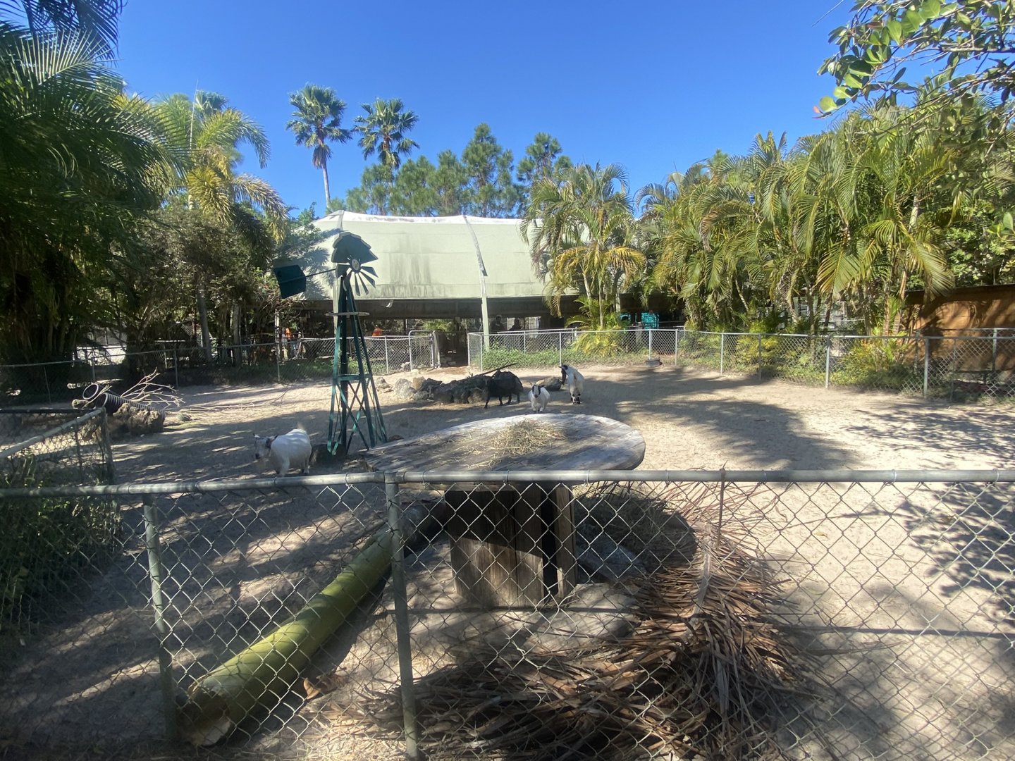 Domestic Goat Exhibit