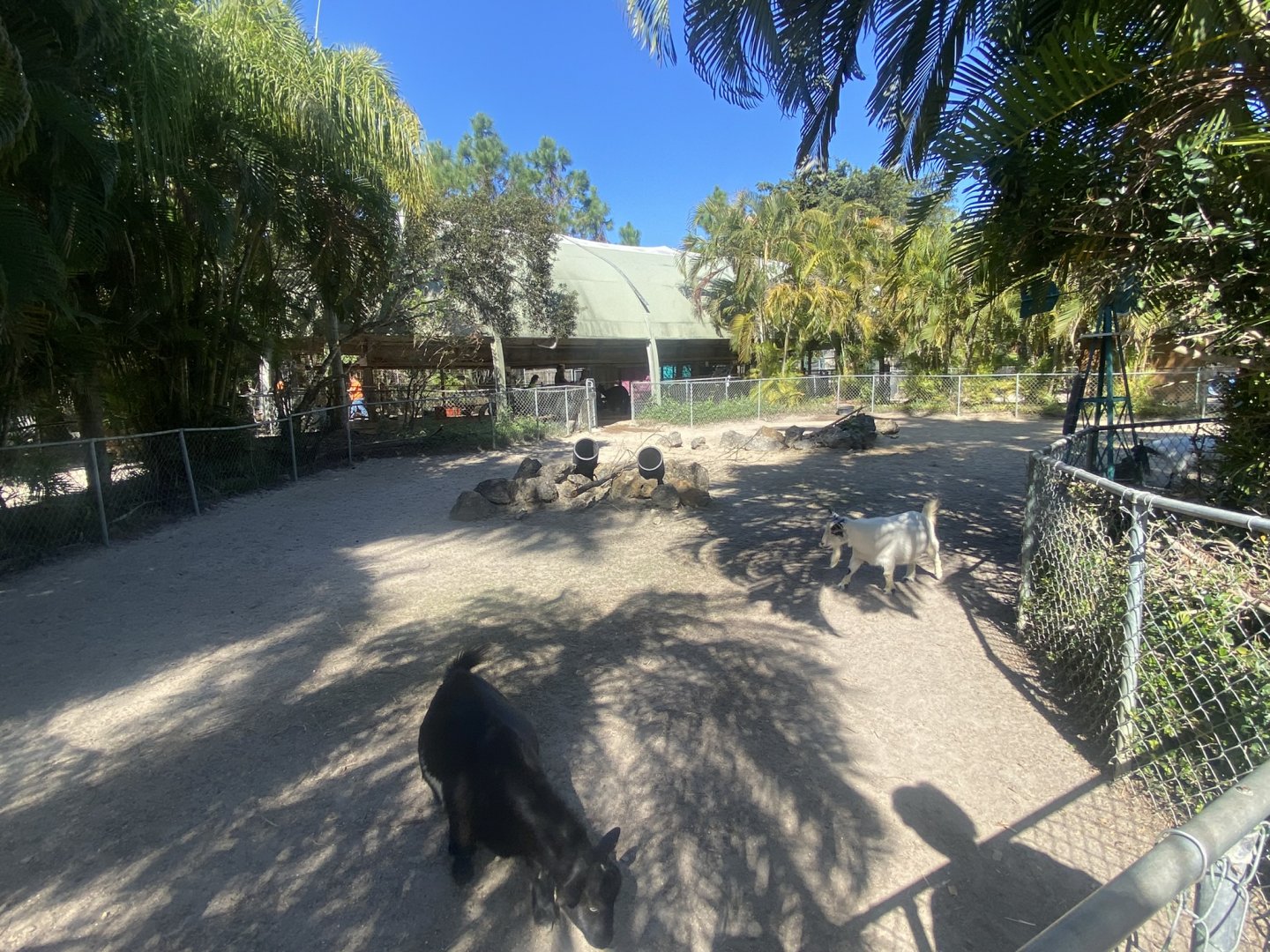 Domestic Goat Exhibit