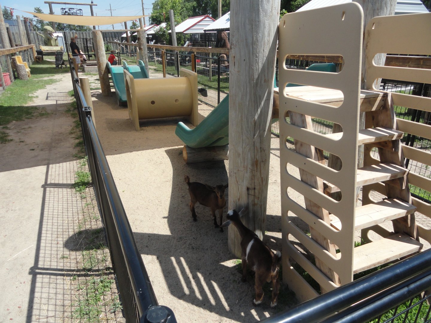 Domestic Goat Exhibit