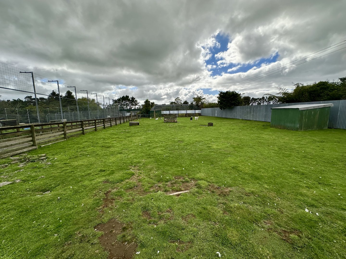Domestic Goat Exhibit