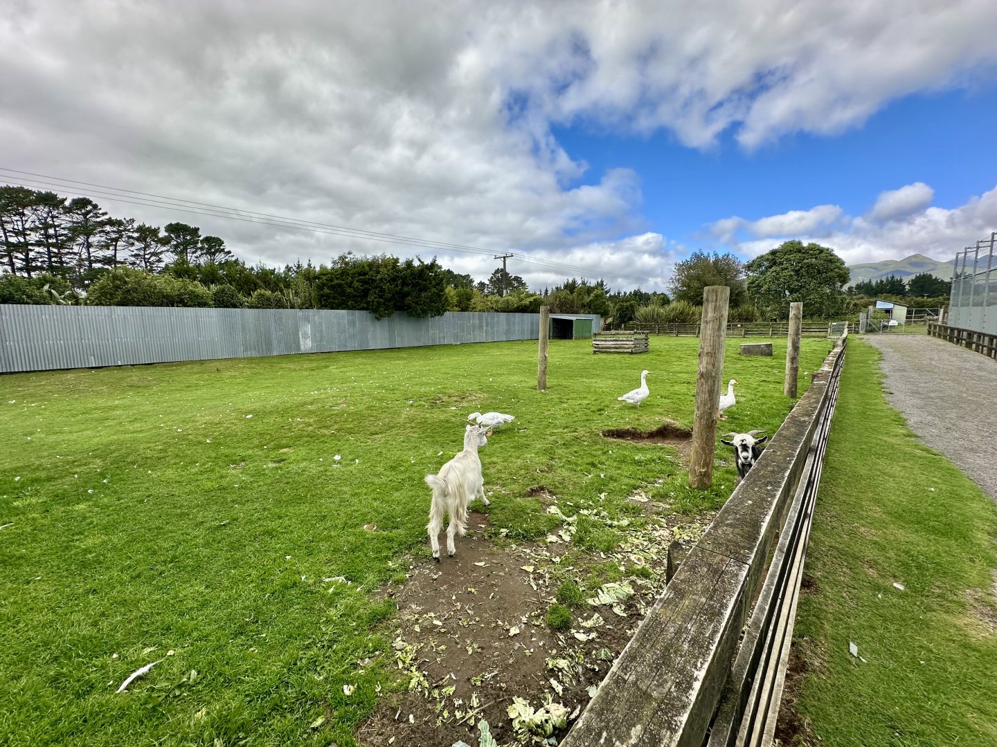Domestic Goat Exhibit