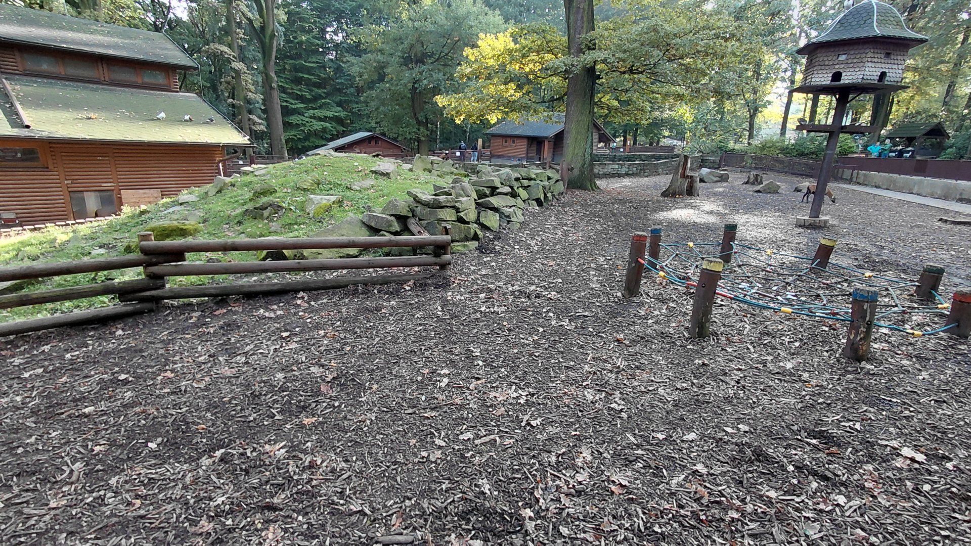Domestic goat exhibit