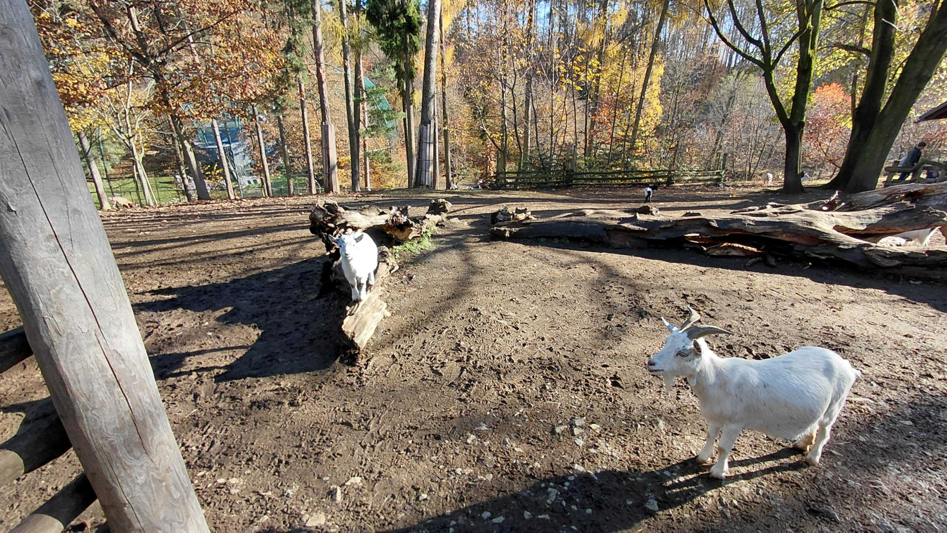 Domestic goat exhibit