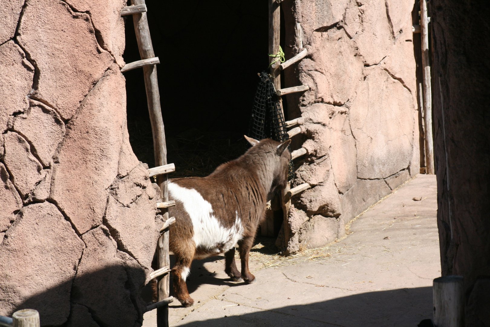 Domestic Goat 'Harley'