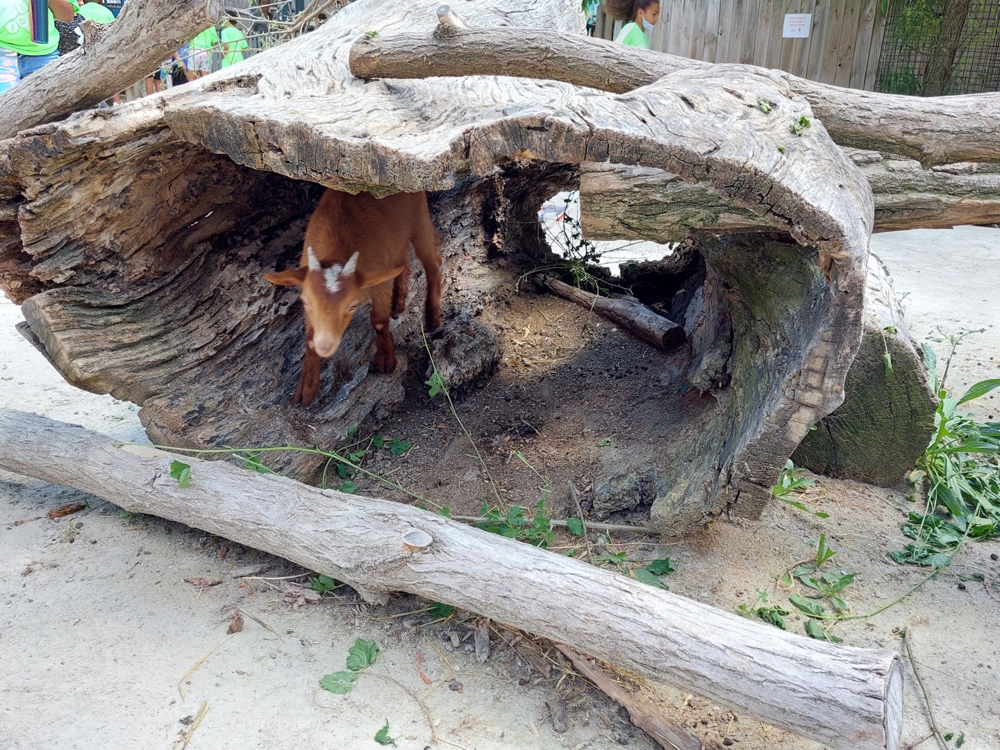 Domestic Goat in a log
