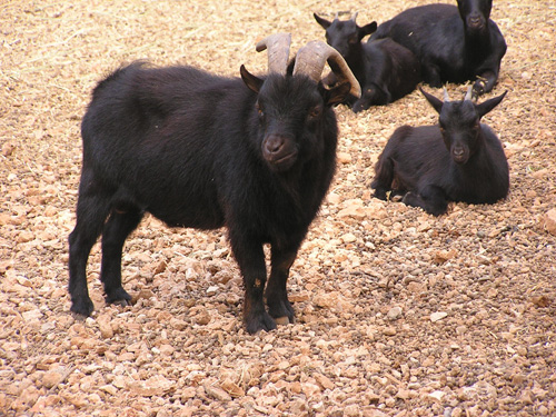 Domestic goat in Antalya Zoo