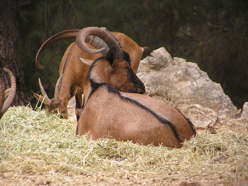 Domestic Goat in Antalya Zoo