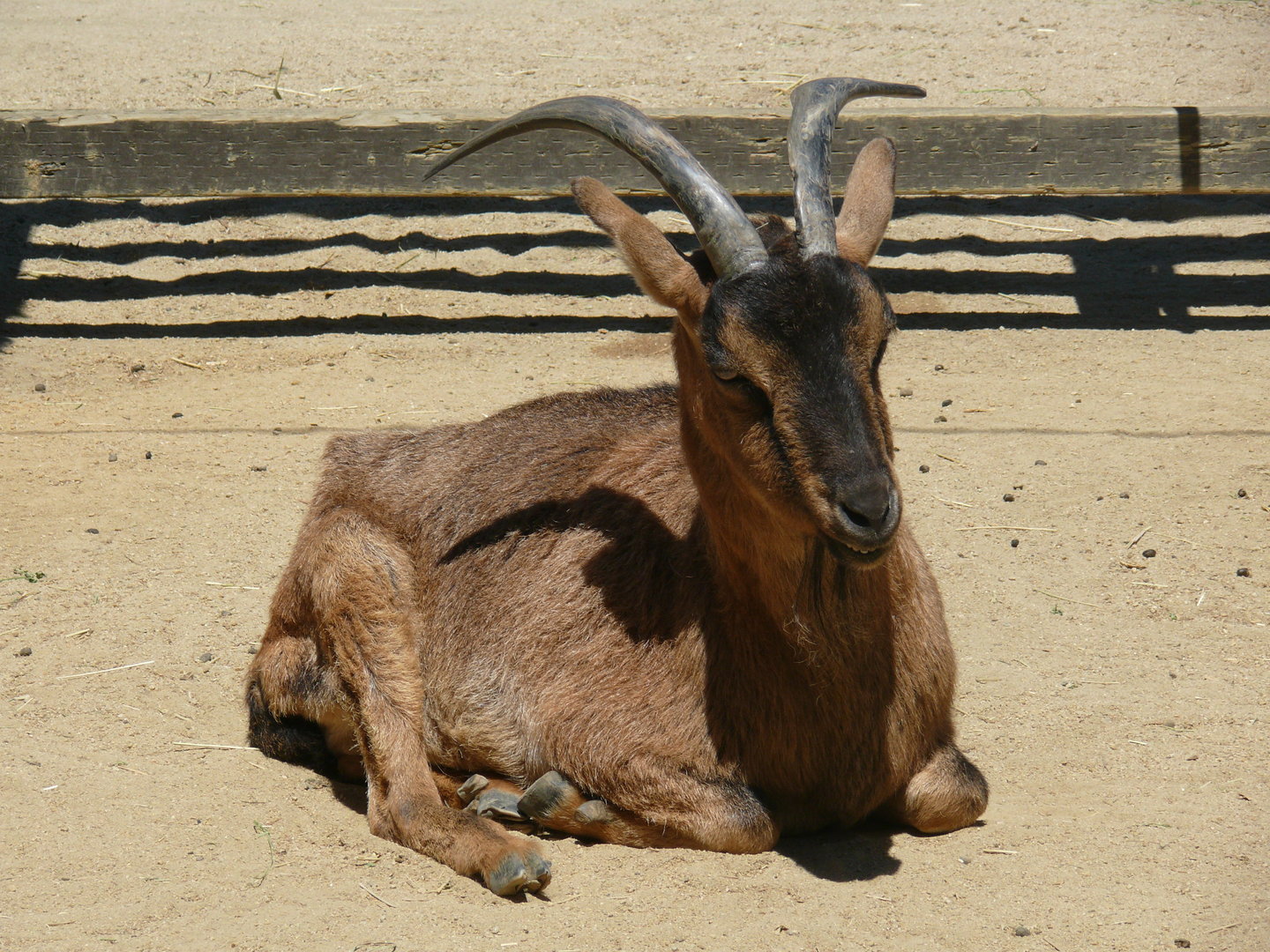 Domestic Goat - July 8th 2023