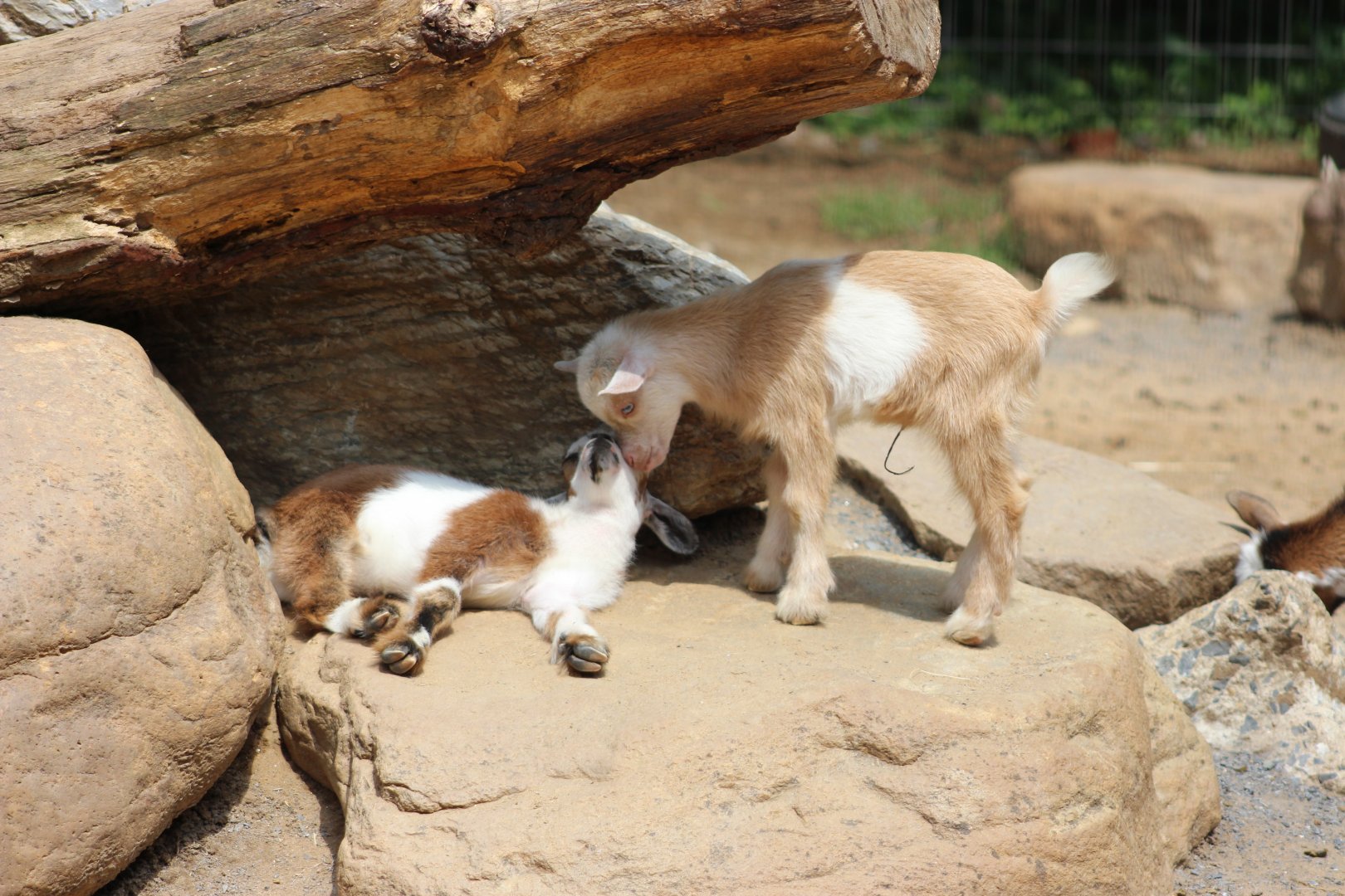 Domestic Goat kids