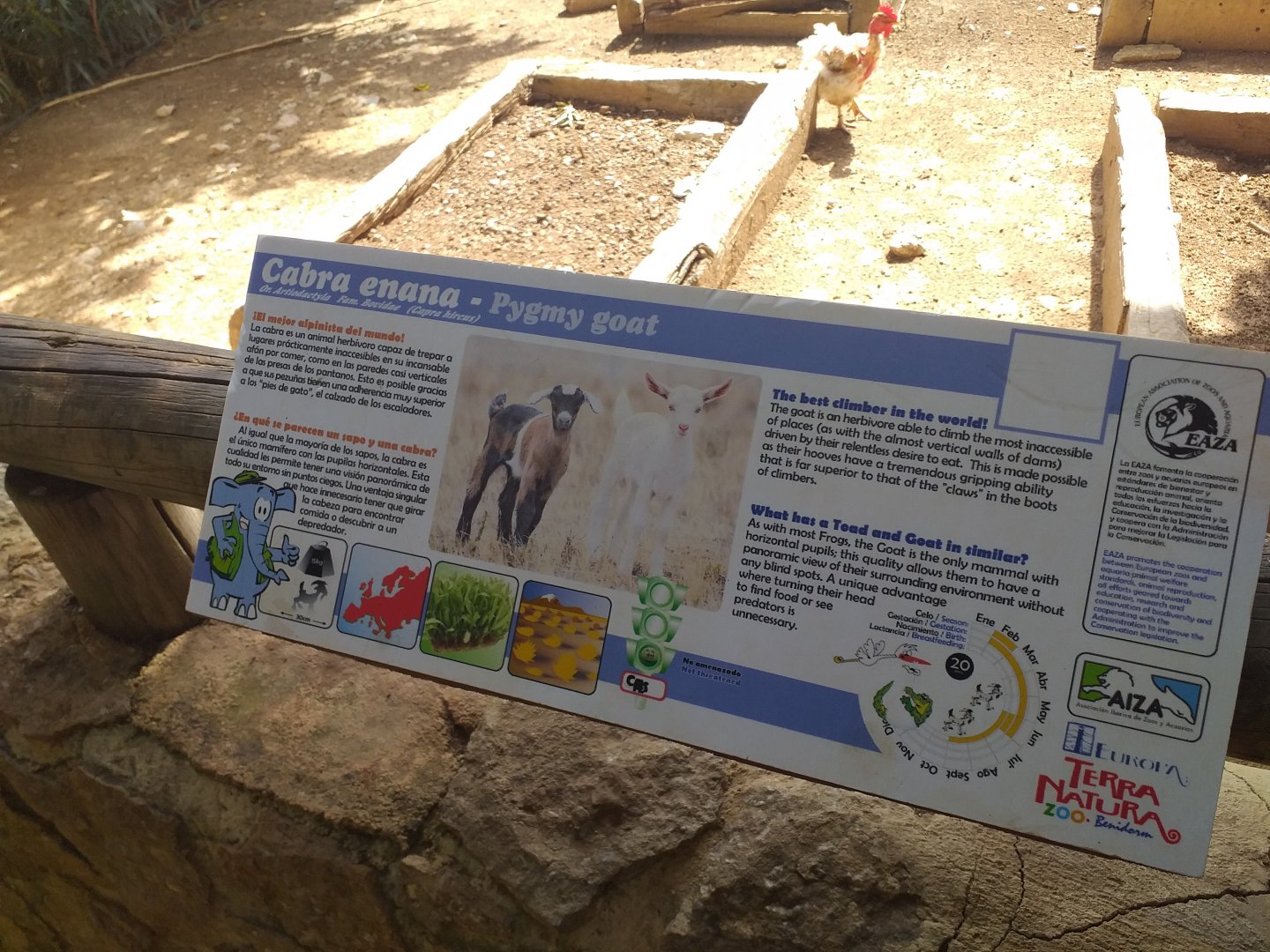 Domestic goat sign -TerraNatura Benidorm (2021)
