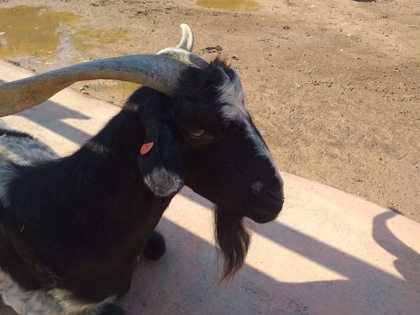 Domestic goat -TerraNatura Benidorm (2021)