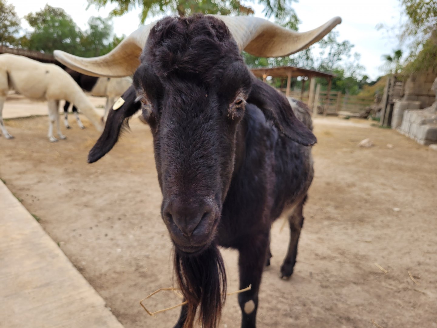 Domestic goat -TerraNatura Benidorm (2022)