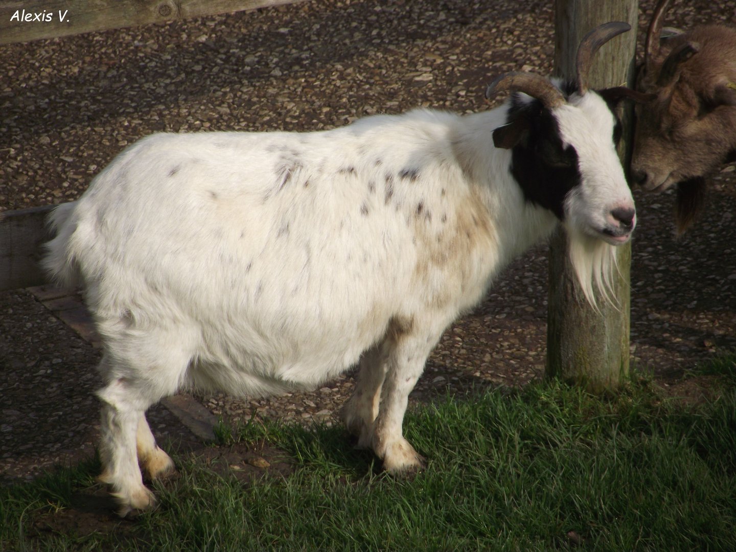 Domestic Goat - Zooparc de Beauval - 03/2022
