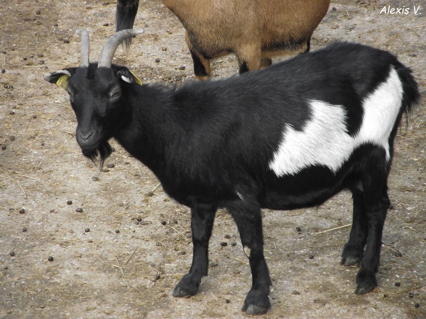 Domestic Goat - Zooparc de Beauval - 10/2019