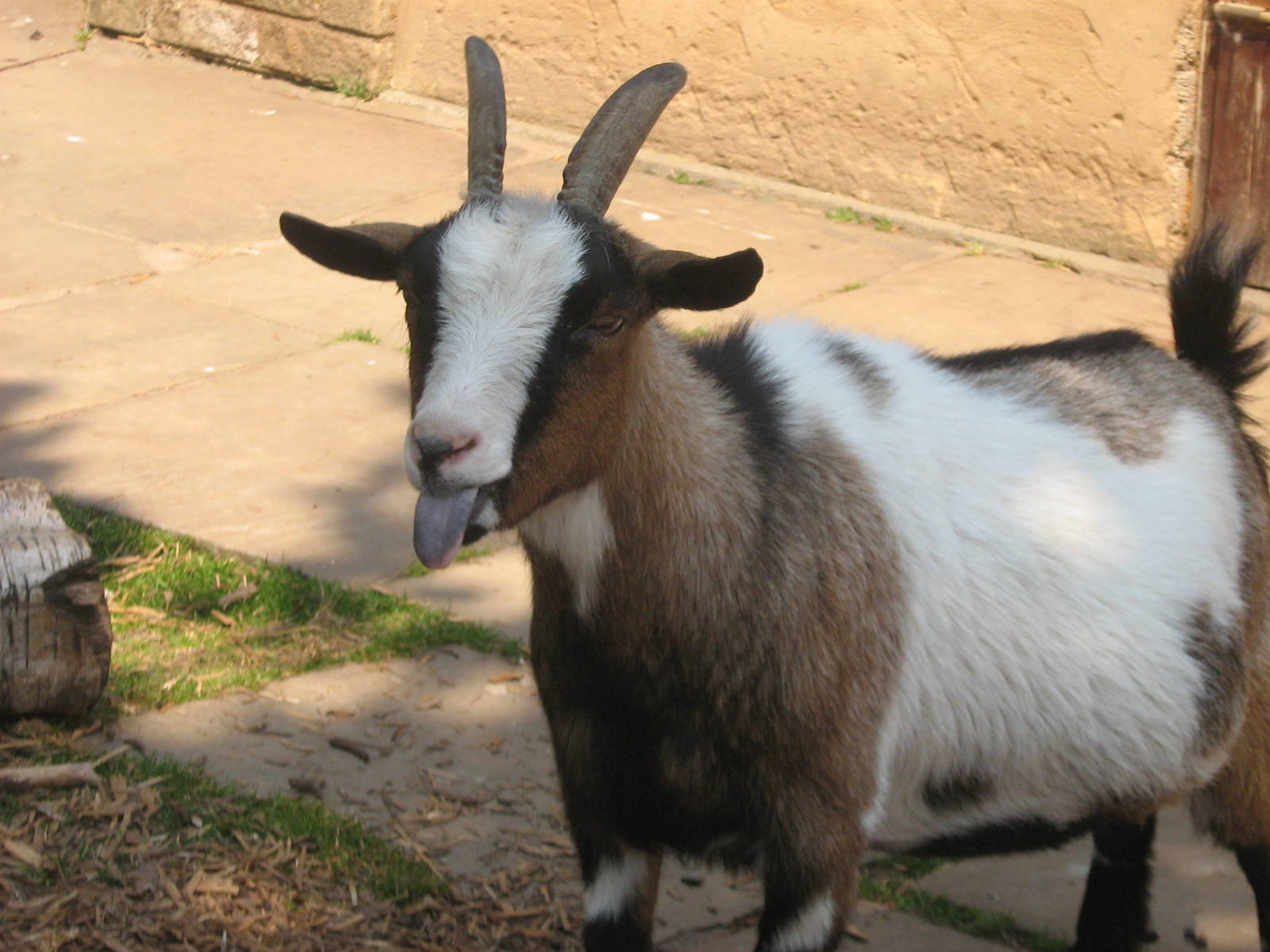 domestic goat
