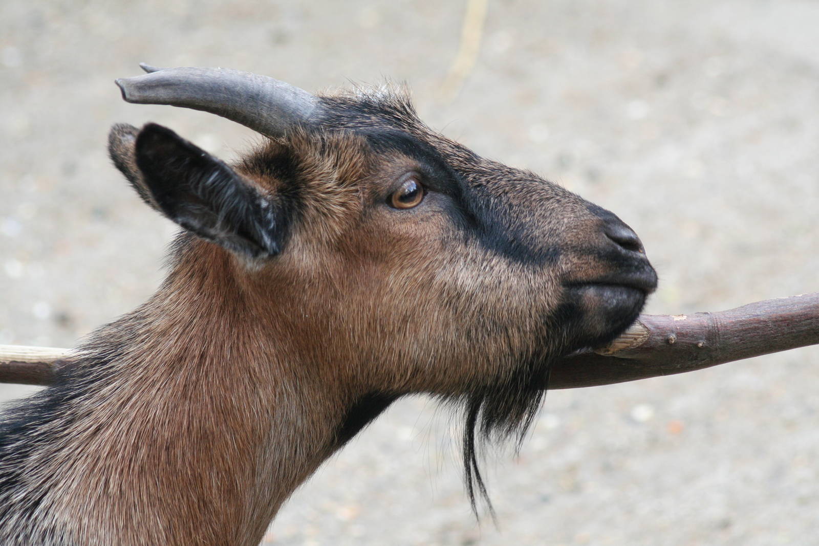 domestic goat