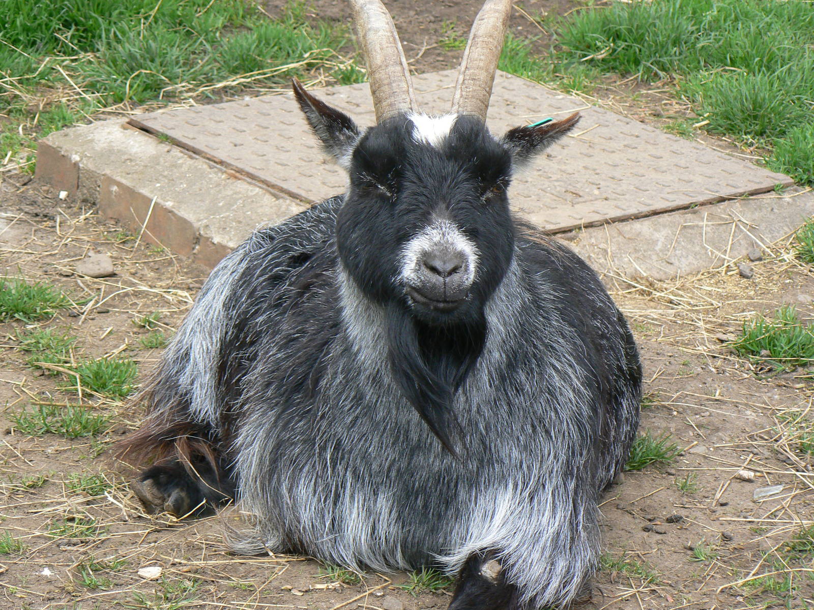 Domestic Goat