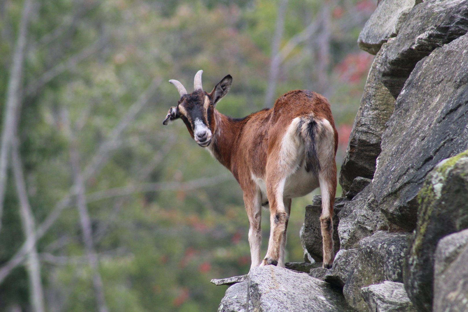 Domestic Goat