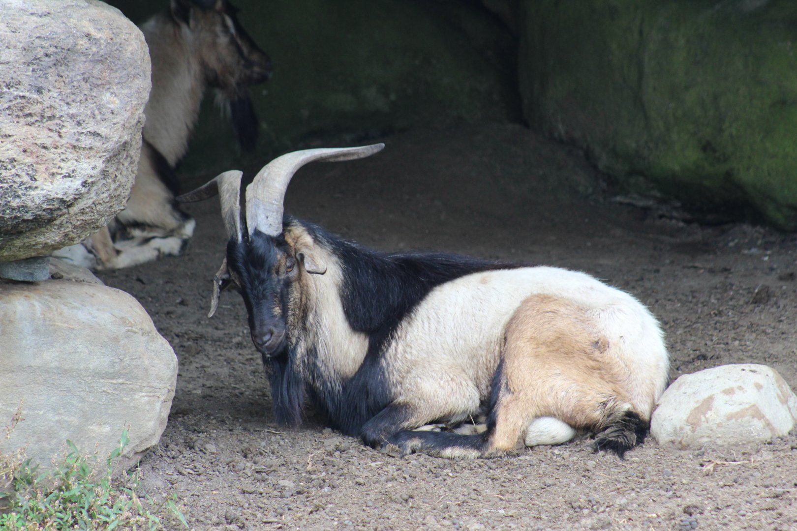 Domestic Goat