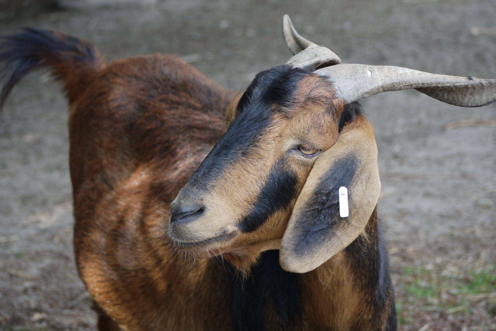 Domestic Goat