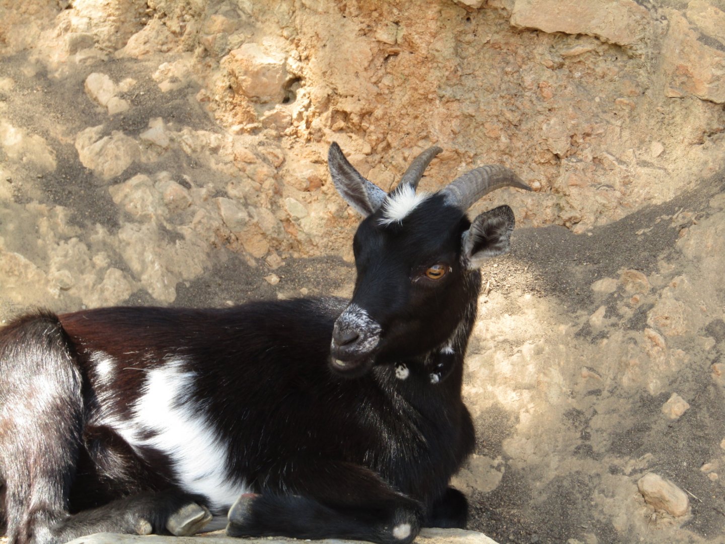 Domestic Goat