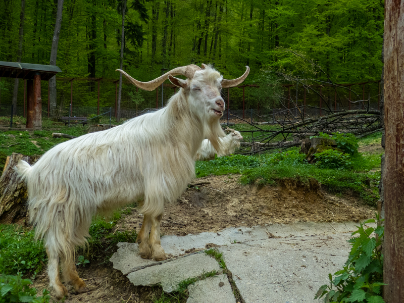 Domestic Goat