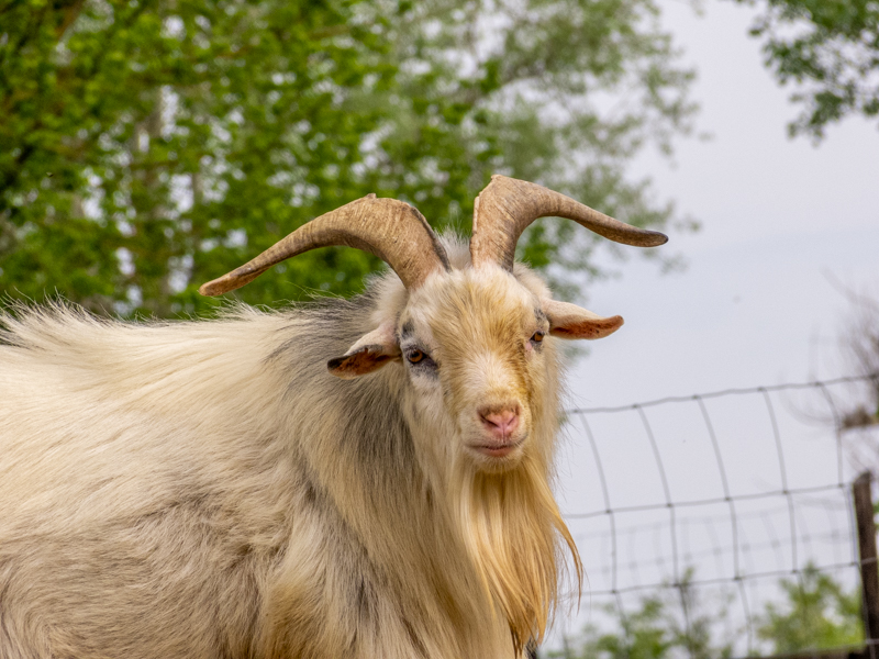 domestic goat