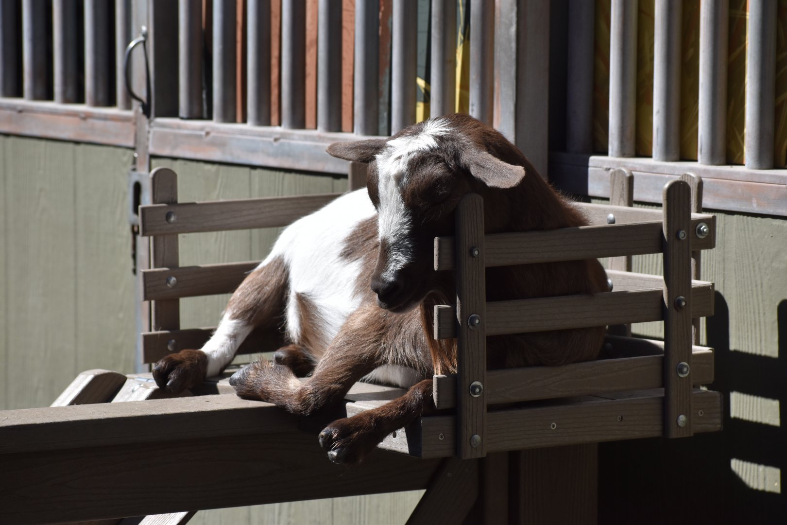 Domestic Goat