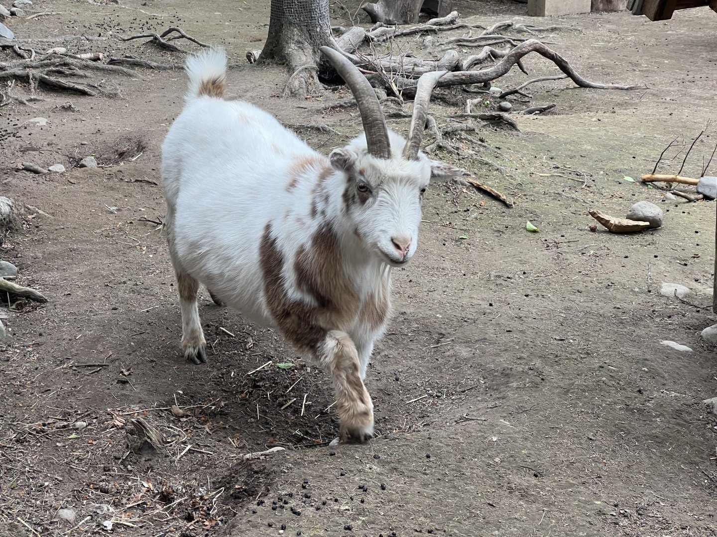 Domestic Goat