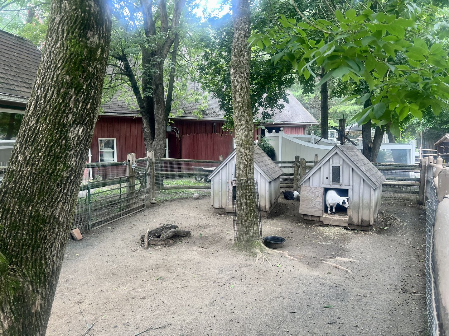 Domestic Goats and Rabbits