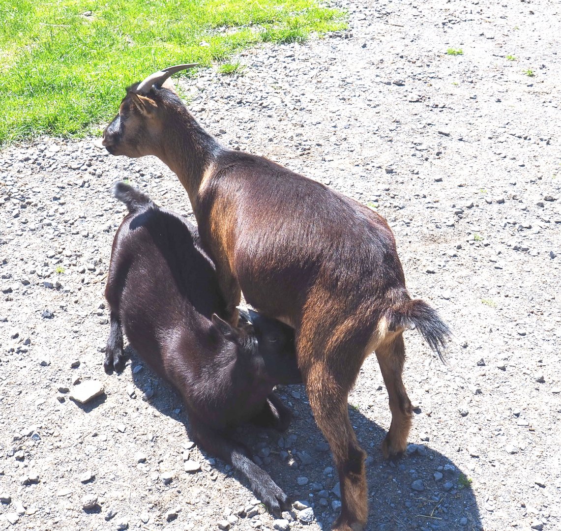 Domestic goats (Capara aegagrus hircus), 2021-05-29