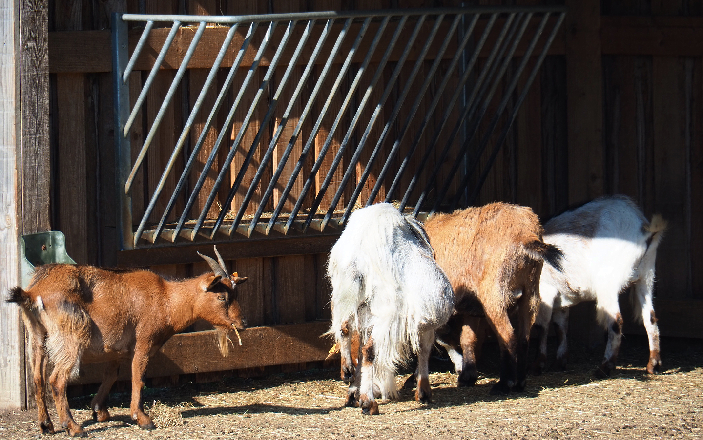 Domestic goats (Capra aegagrus hircus), 2020-07-12