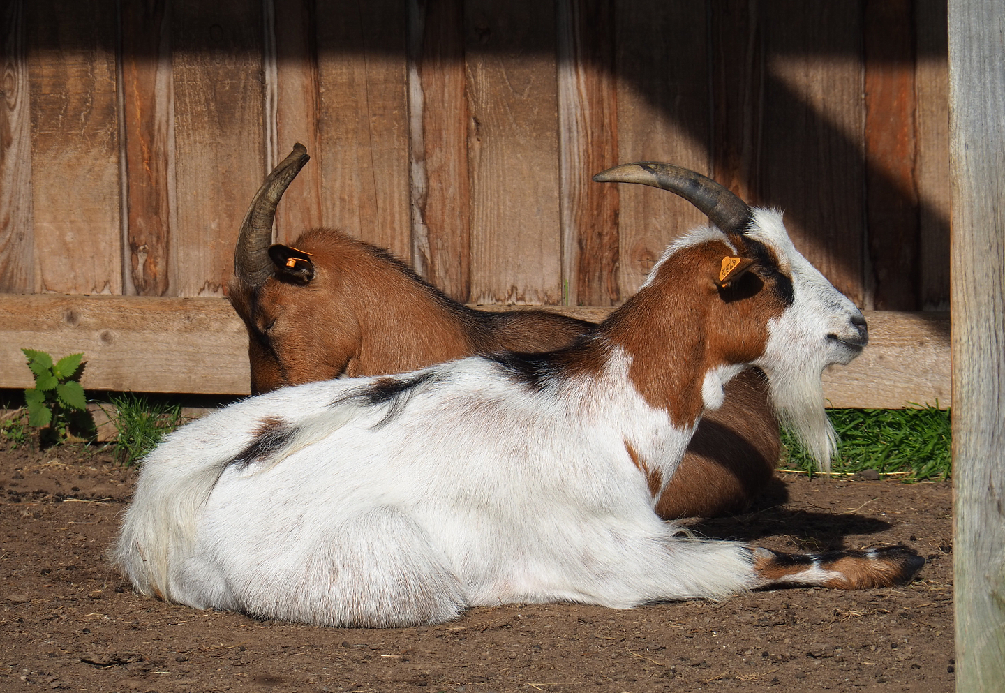 Domestic goats (Capra hircus), 2021-08-15