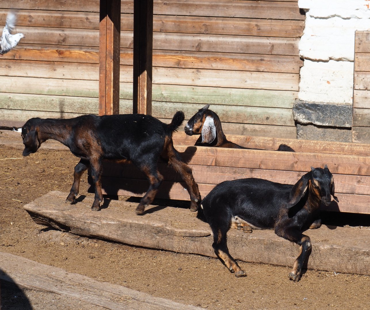 Domestic goats (Capra hircus), 2022-06-28
