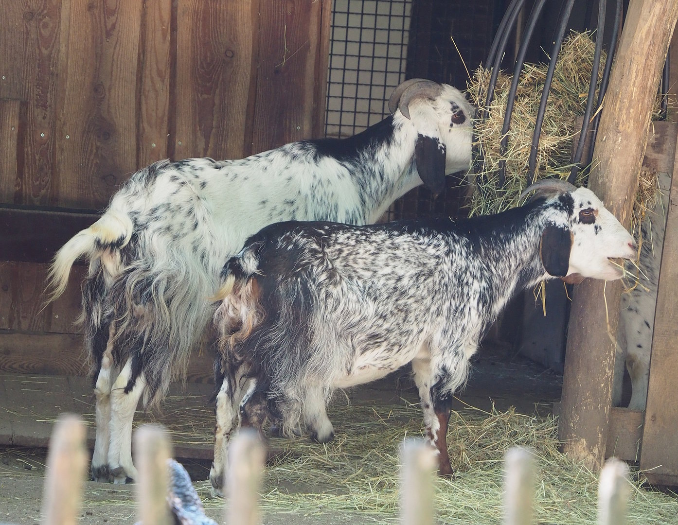 Domestic goats (Capra hircus), 2022-08-07