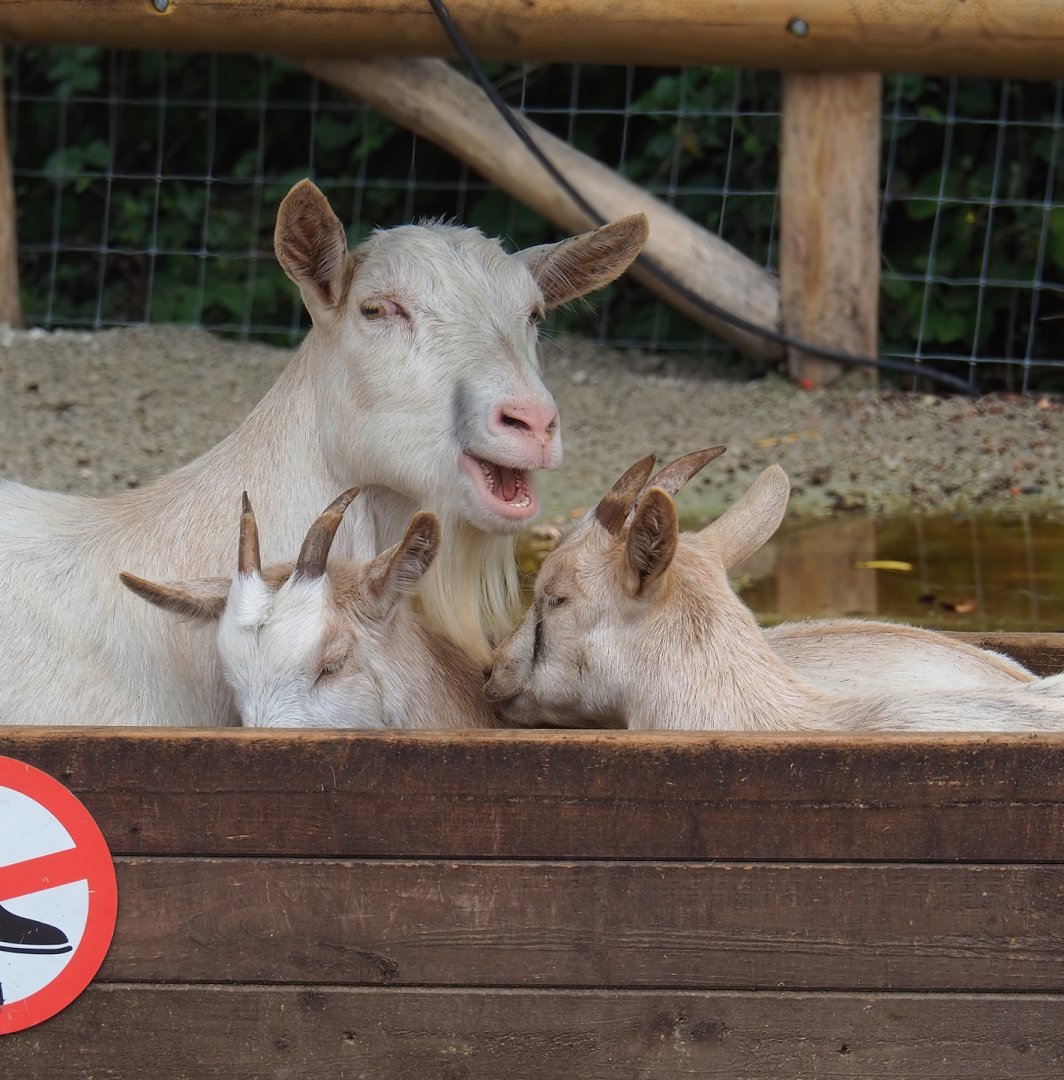 Domestic goats (Capra hircus), 2023-10-13