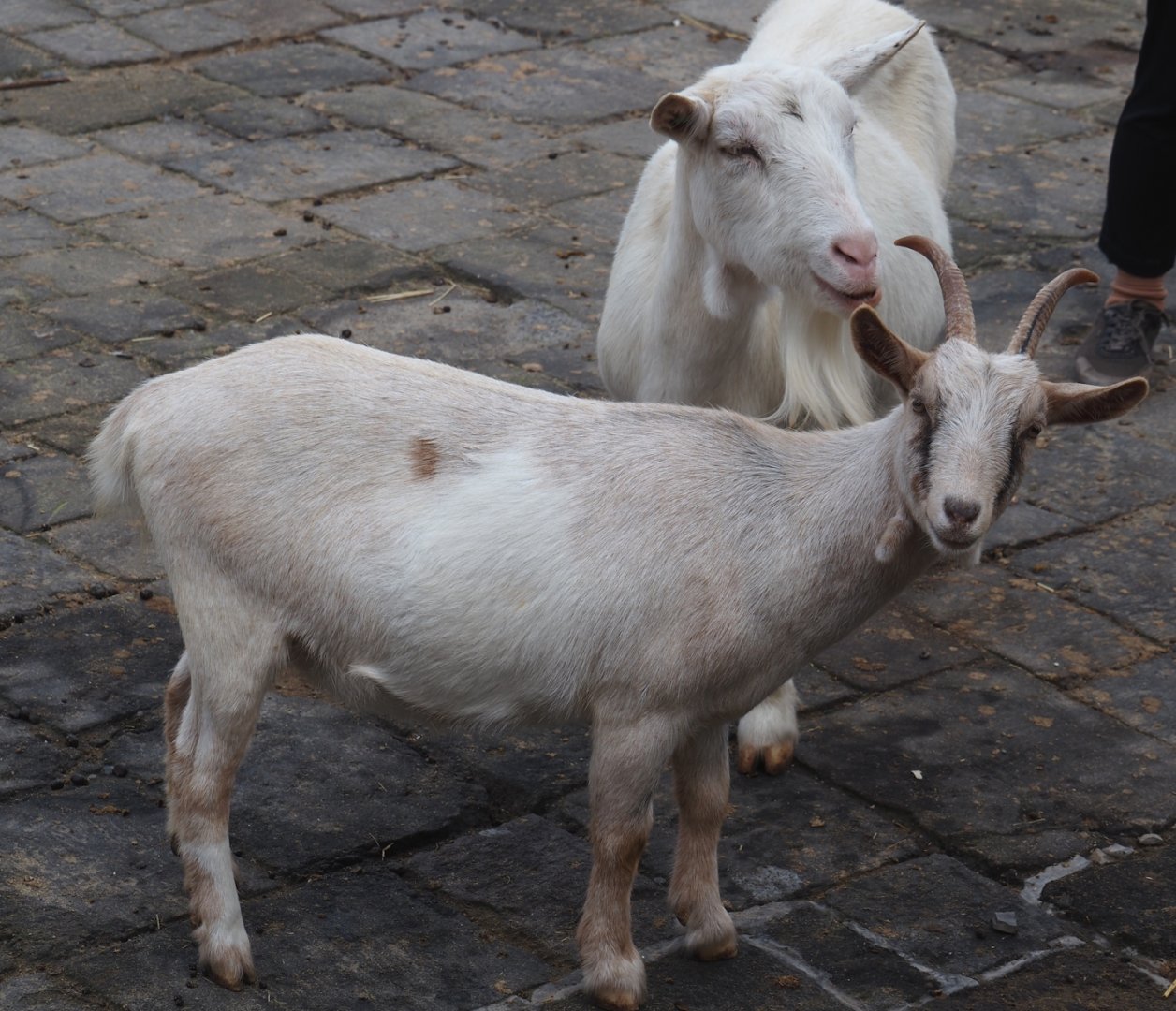 Domestic goats (Capra hircus), 2024-09-17