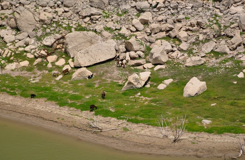 Domestic Goats grazing along the Pecos River - Texas