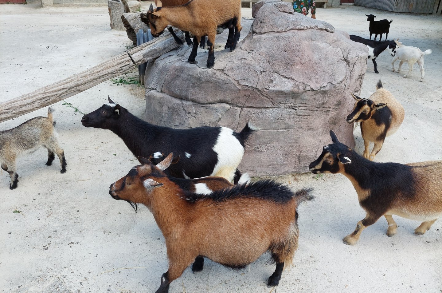 Domestic Goats