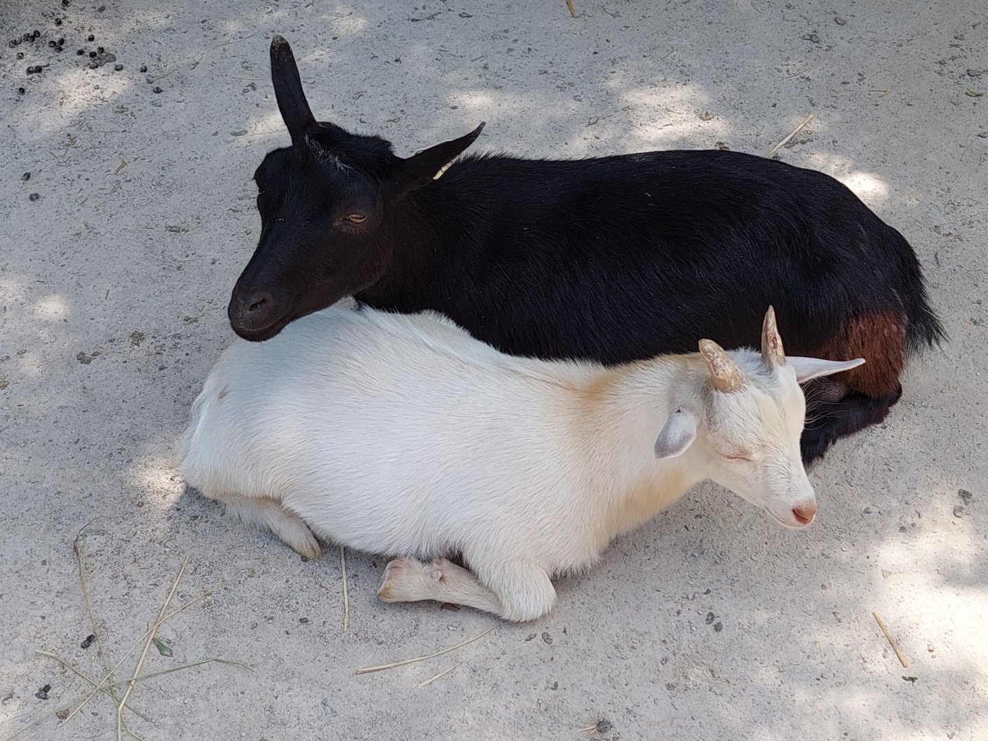 Domestic Goats
