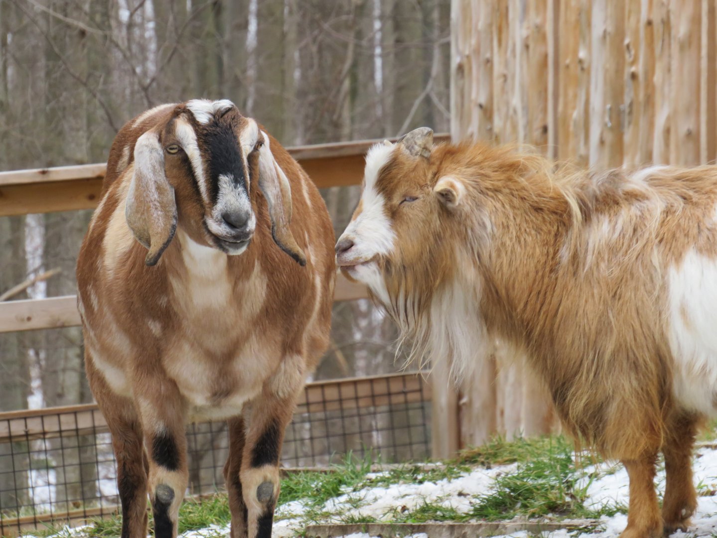 Domestic goats